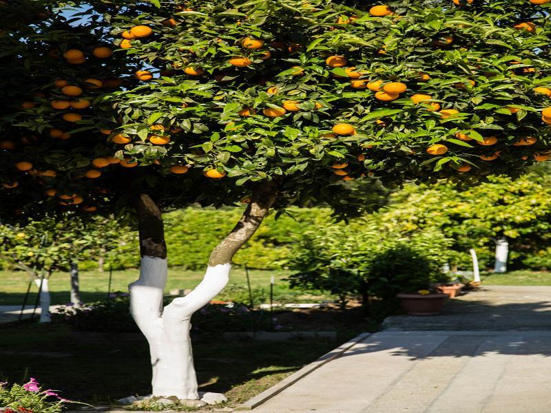 Paradise Village Aparthotel 2*